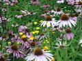 purple coneflower